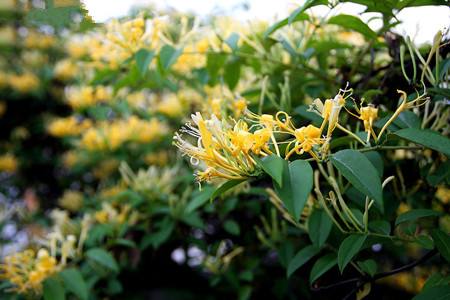 忍冬藤是金银花藤吗（怎么种植护）