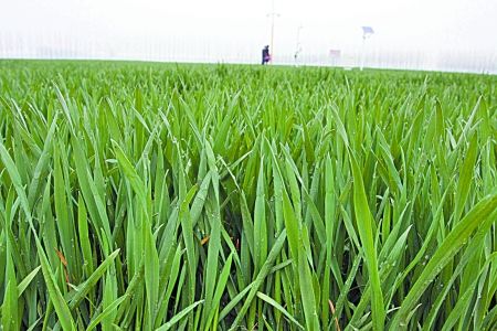 小麦冬季除草时间，要要注意什么