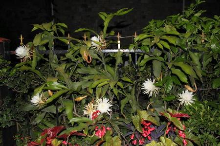 昙花开放时间有多长，花期怎么养护