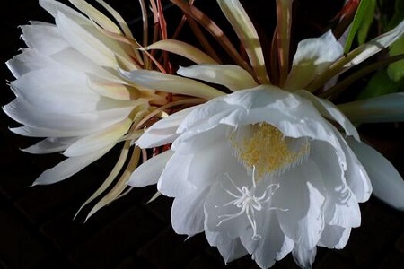 昙花开放时间有多长，花期怎么养护
