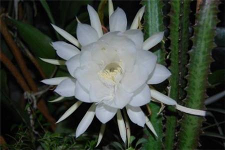昙花开放时间有多长，花期怎么养护
