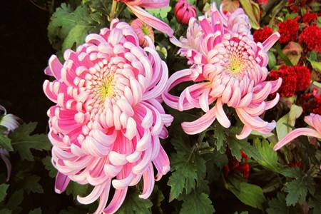 菊花名称，有什么特点