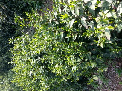 桐城小花是啥茶，有什么特点