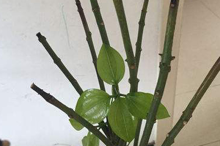 平安树好养吗，要要注意什么