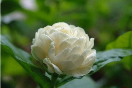 虎头茉莉冬天怎么种植