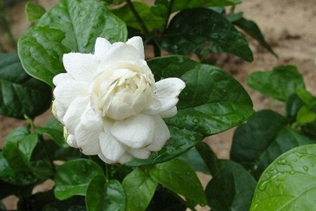 虎头茉莉冬天怎么种植