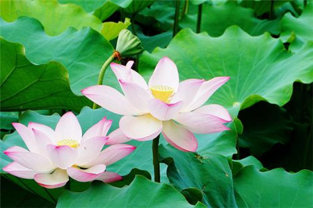 荷花怎么种植