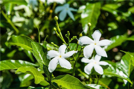 风车茉莉春天怎么种植