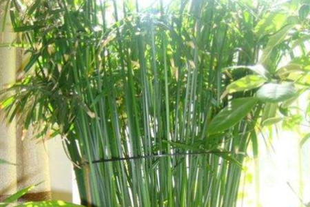 水竹的养殖办法和注意些什么