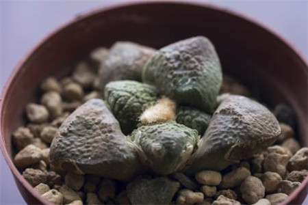 龟甲牡丹的养殖办法和注意些什么