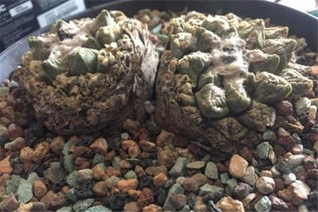 龟甲牡丹的养殖办法和注意些什么