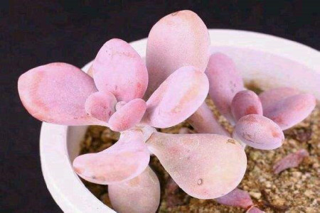 桃之卵养殖办法和注意些什么