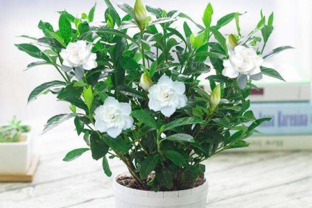 “栀子花”怎么种植？17个经常遇见问题，一学就会！