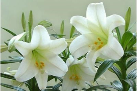 香水百合盆栽怎么种植