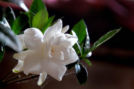 “栀子花”怎么种植？17个经常遇见问题，一学就会！