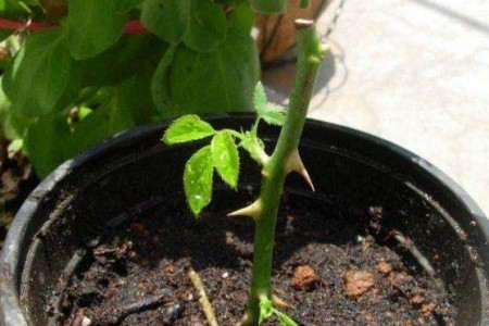 “栀子花”怎么种植？17个经常遇见问题，一学就会！