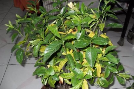 “栀子花”怎么种植？17个经常遇见问题，一学就会！