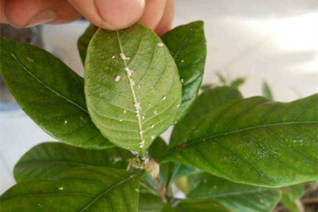 “栀子花”怎么种植？17个经常遇见问题，一学就会！