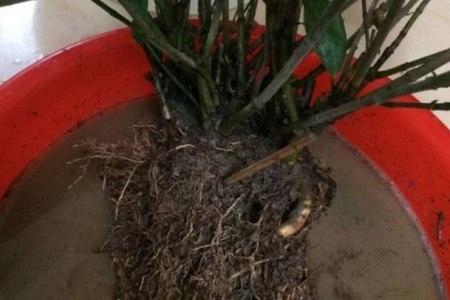“栀子花”怎么种植？17个经常遇见问题，一学就会！