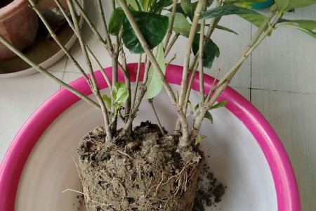 “栀子花”怎么种植？17个经常遇见问题，一学就会！