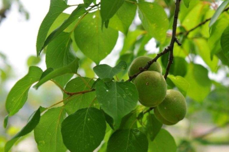 杏树的养殖办法和注意些什么