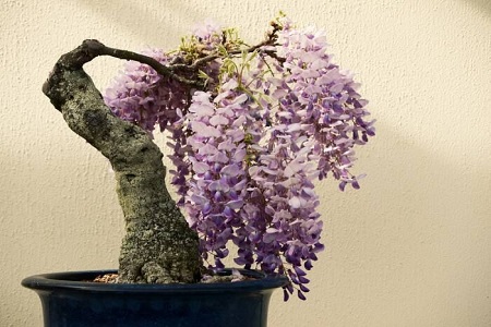 紫藤春天怎么种植