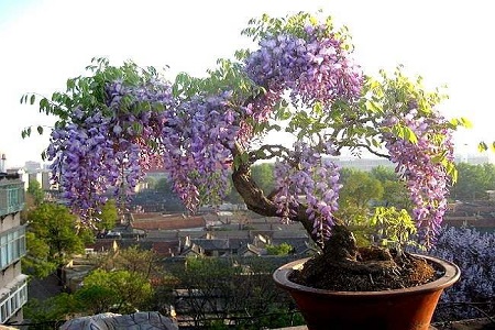 紫藤春天怎么种植
