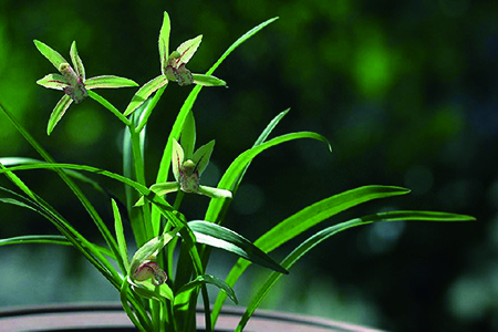 兰花怎么种植才能开花，有什么习性