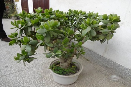 燕子掌怎么种植