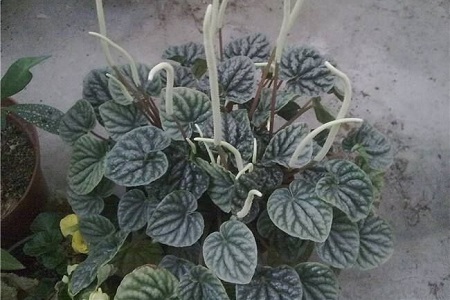皱叶椒草的养殖办法和注意些什么
