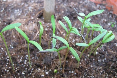 格桑花种子种植办法，四季基本都能种植吗？