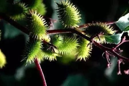 苍耳是啥植物，靠什么传播种子？