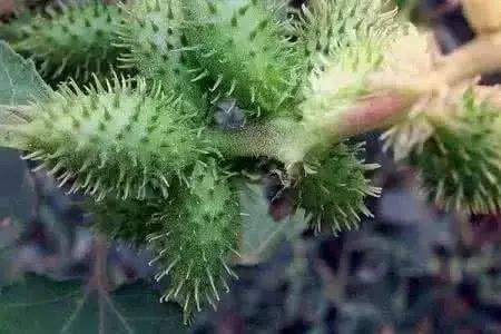 苍耳是植物還是动物，为什么会被动物带走？