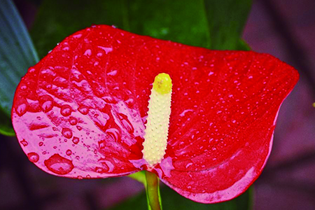 红掌开花后怎么处理，要要注意什么