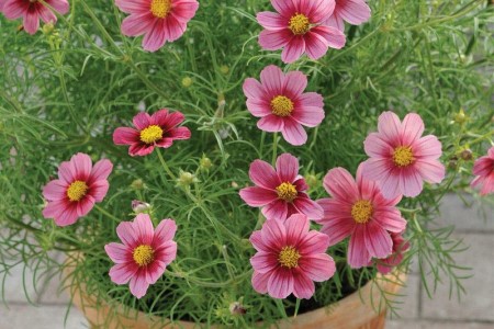 格桑花花语是啥，能在家里养吗？