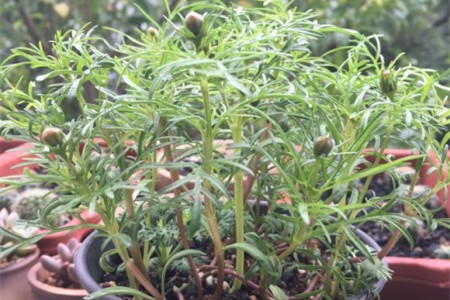 格桑花怎么摘心（时间和摘心流程）