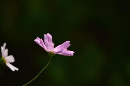格桑花花期多长，花期怎么种植护？