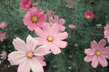 格桑花花期多长，花期怎么种植护？