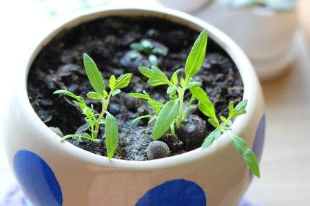 格桑花怎么种植，室内可以种植吗？