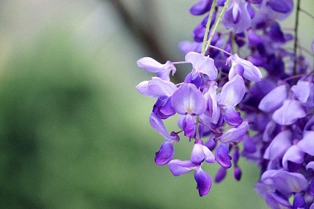 紫藤怎么种植
