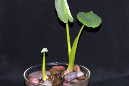 盆栽芋头家里怎么种植（水培和土培）