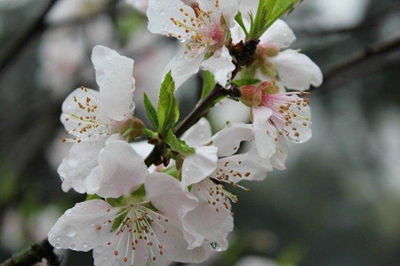 梅花树养殖办法和注意些什么