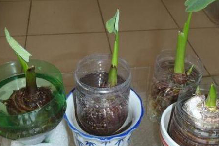 水培芋头盆景种植办法，怎么水培发芽？