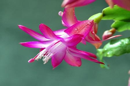 蟹爪兰开花还用浇水吗，花期怎么浇水