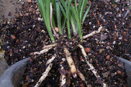 兰花养殖办法和注意些什么