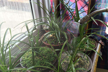 兰花养殖办法和注意些什么