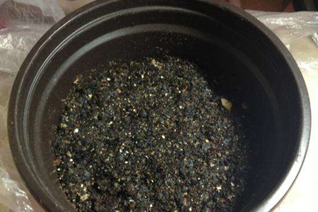 红梅花养殖办法和注意些什么