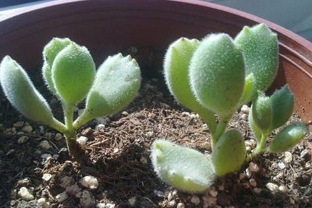 熊童子的养殖办法和注意些什么