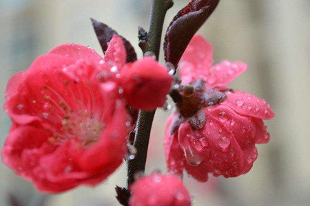 红梅花养殖办法和注意些什么