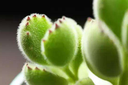 熊童子的养殖办法和注意些什么